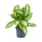 Aglaonema silver bay M hydrocultuur plant