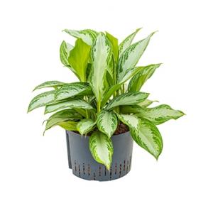 Aglaonema silver bay XL hydrocultuur plant