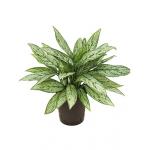 Aglaonema silver queen hydrocultuur plant