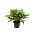 Aglaonema silver queen M kamerplant