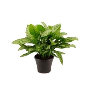 Aglaonema silver queen M kamerplant