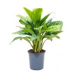 Aglaonema stripes M kamerplant