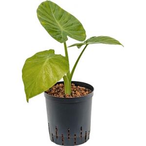 Alocasia calidora hydrocultuur plant