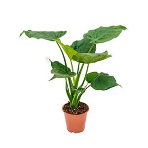 Alocasia cucullata S kamerplant