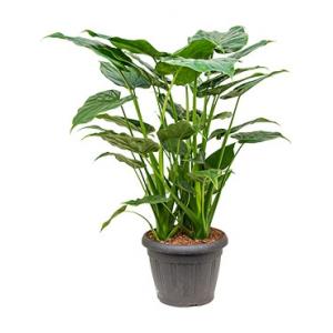 Alocasia cucullata XL kamerplant