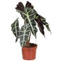 Alocasia polly S kamerplant