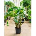 Alocasia stingray M kamerplant