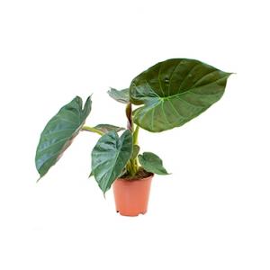 Alocasia wentii S kamerplant Alocasia wentii S kamerplant