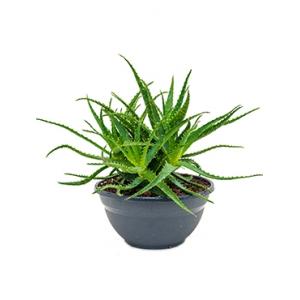 Aloe arborescens M kamerplant