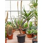 Aloe comosa M kamerplant