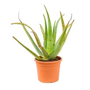 Aloe vera normal kamerplant Aloe vera normal kamerplant