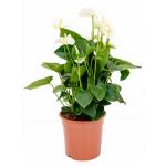 Anthurium andreanum sumi kamerplant