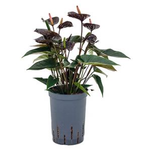 Anthurium black hydrocultuur plant
