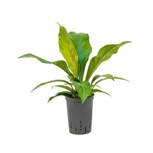 Anthurium jungle bush XS hydrocultuur plant