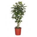 Polyscias aralia balforiana M kamerplant