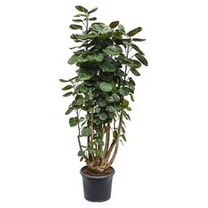 Polyscias aralia fabian L kamerplant Polyscias aralia fabian L kamerplant