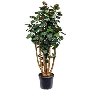 Polyscias aralia fabian XXL kamerplant Polyscias aralia fabian XXL kamerplant