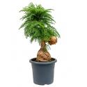 Araucaria cunninghamii M bonsai kamerplant