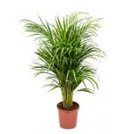 Areca Palm lutescens S kamerplant