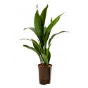 Aspidistra elatior S hydrocultuur plant