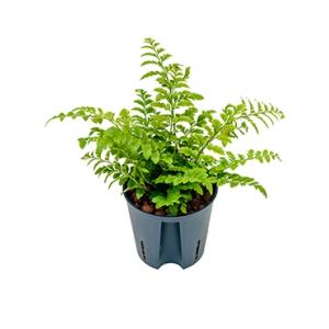 Asplenium varen parvati S hydrocultuur plant