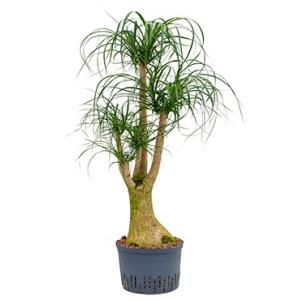 Beaucarnea recurvata vertakt L hydrocultuur plant