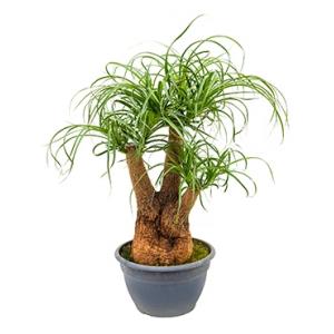 Beaucarnea recurvata lilly kamerplant Beaucarnea recurvata lilly kamerplant