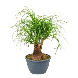 Beaucarnea recurvata davido kamerplant Beaucarnea recurvata davido kamerplant