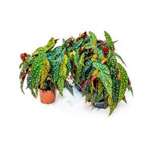 Begonia maculata stippenplant M kamerplant Begonia maculata stippenplant M kamerplant