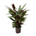 Calathea rufibarba wavestar hydrocultuur plant