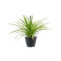 Chlorophytum irse hangplant