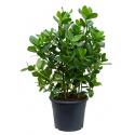 Clusia rosea princess L kamerplant