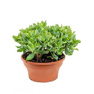 Crassula argentea S kamerplant