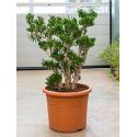 Crassula horntree XL kamerplant
