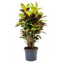 Croton iceton M kamerplant