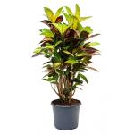 Croton iceton M kamerplant