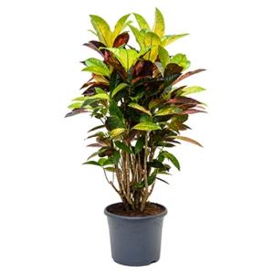 Croton iceton M kamerplant