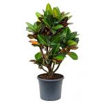 Croton petra M kamerplant