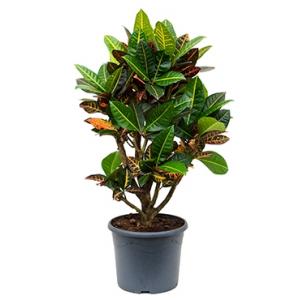 Croton petra M kamerplant