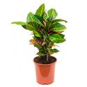 Croton petra S kamerplant