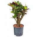 Croton petra bonsai hydrocultuur plant