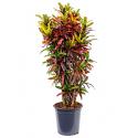 Croton real batic kamerplant