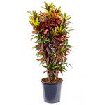 Croton real batic kamerplant