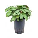 Calathea Ctenanthe burle maxi amagris S hydrocultuur plant