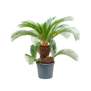 Cycas Palm revoluta stam multi S kamerplant Cycas Palm revoluta stam multi S kamerplant