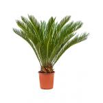 Cycas Palm revoluta stam S kamerplant