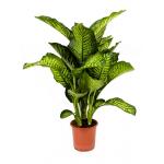 Dieffenbachia maroba S kamerplant