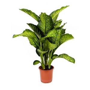 Dieffenbachia maroba S kamerplant