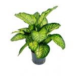 Dieffenbachia maroba hydrocultuur plant