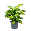 Dieffenbachia maroba M kamerplant